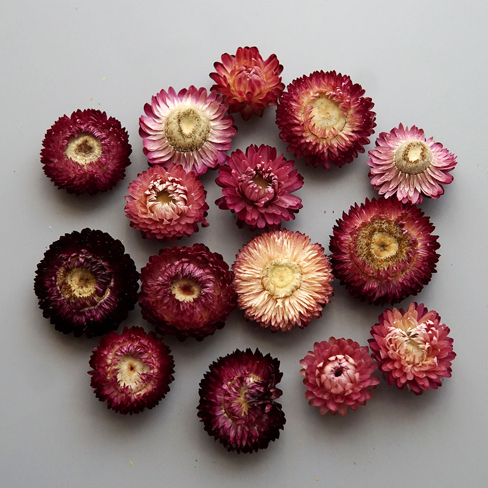 Natural Dried Colorful Chrysan - Candle Making Diy 评论和价格